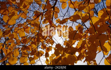 Foglie gialle di tiglio contro il cielo e la retroilluminazione. Sfondo autunnale dalle foglie di un tiglio. Foglie autunnali gialle Foto Stock