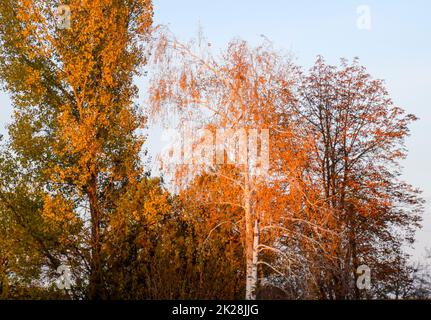Foglie gialle su rami di betulla. L'autunno è venuto al boschetto di betulla Foto Stock