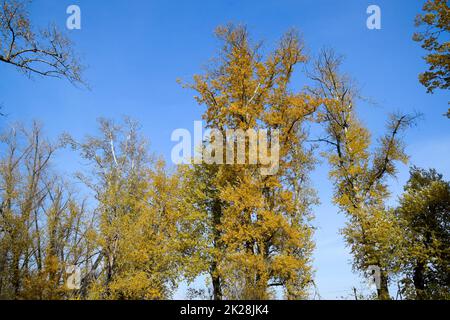 Gli alberi di pioppo autunnali hanno sparso le loro foglie. Caduta nella natura Foto Stock