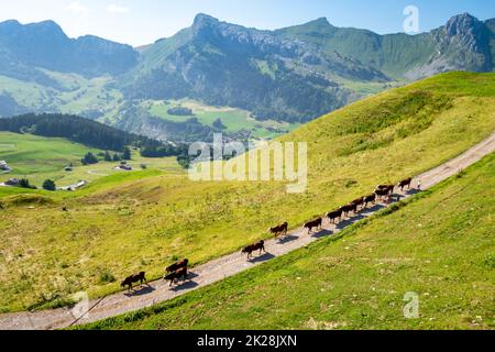 Mucche in un campo di montagna. La Clusaz, Francia Foto Stock