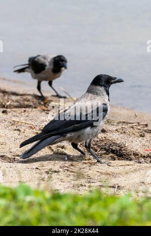 Crow con cappuccio - Jackdaw in piedi sulla riva di un lago Foto Stock