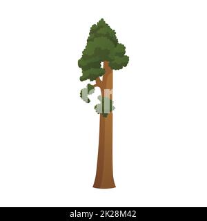 Realistico albero verde più alto del mondo sequoia su uno sfondo bianco - Vector Foto Stock