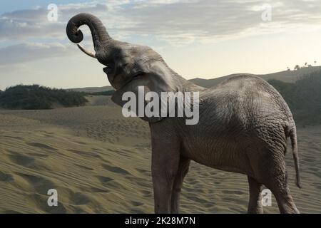 Elefante africano nel deserto Foto Stock