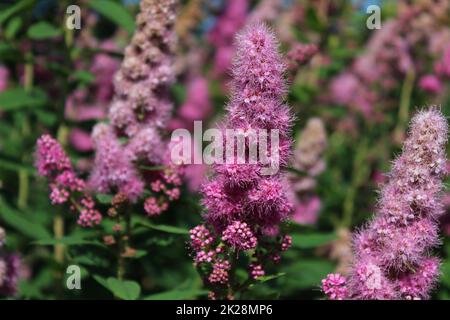 fiore bridewort nel giardino Foto Stock