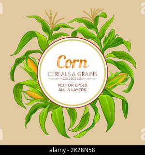 cornice vettoriale per piante di mais su sfondo a colori Foto Stock