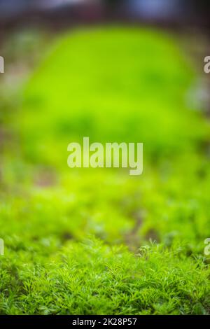 I raccolti di carota piantati nel suolo ottengono maturi sotto sole. Terreno coltivato in primo piano con germoglio. Pianta agricola che cresce nella fila del letto. Verde prodotto alimentare naturale Foto Stock