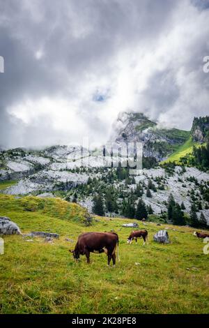 Mucche in un campo di montagna. La Clusaz, Francia Foto Stock