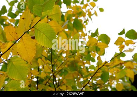 L'autunno lascia il sole. Caduta sfondo sfocato. Foglie gialle e verdi Foto Stock