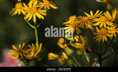 Cressleaf Groundsel Yellow Flowers Packera glabella nel prato estivo Foto Stock