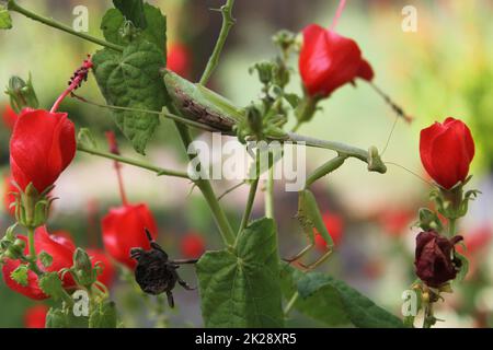 Pregare Mantis su Red Hummingbird Bush in attesa di preda Foto Stock