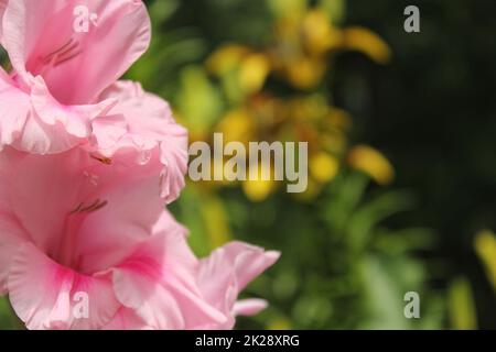 Gladiolo con fiori sullo sfondo piccolo ragno sul petalo Foto Stock