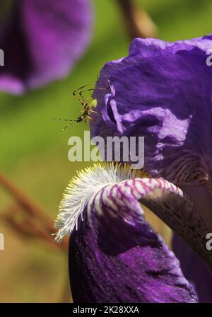 Piccolo Bush Cricket Katydid su iride viola Foto Stock