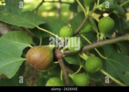 Fichi freschi che crescono su albero maturo fichi e fichi verdi Foto Stock