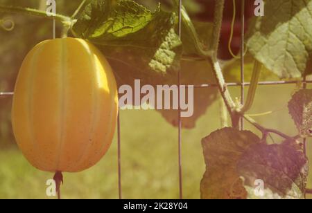 Melone Coreano fresco che cresce su Fence in Garden con luce del sole Foto Stock