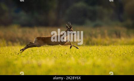 Capriolo che corre su prato verde in estate luce del sole Foto Stock