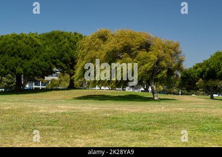 Willow Tree che soffia nel vento Foto Stock
