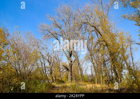 Gli alberi di pioppo autunnali hanno sparso le loro foglie. Caduta nella natura Foto Stock