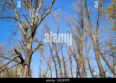 Gli alberi di pioppo autunnali hanno sparso le loro foglie. Caduta nella natura Foto Stock