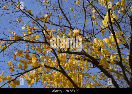 Foglie gialle di un tiglio. Foglie ingiallenti sui rami di un albero. Sfondo autunnale dalle foglie di un tiglio. Foglie autunnali gialle Foto Stock