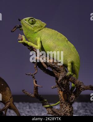 Chameleon con collo a patta Foto Stock