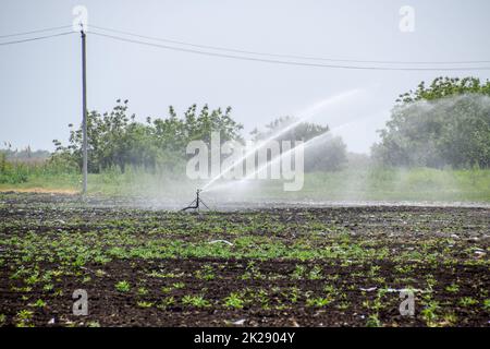 Sistema di irrigazione in campo di meloni. L'irrigazione dei campi. Irroratore Foto Stock