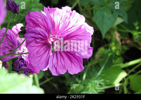 Primo piano vista dei petali viola su una pianta di manto Foto Stock