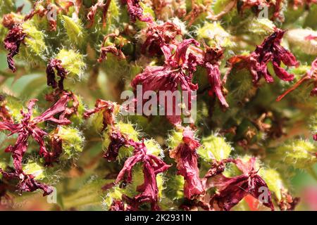 Macro vista di una testa di fiori a croce maltese spesi Foto Stock