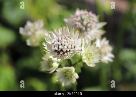 Vista macro di fiori rosa e bianco del masterwort Foto Stock