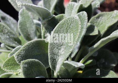 Primo piano delle foglie fuzzy su una pianta di lobo Foto Stock