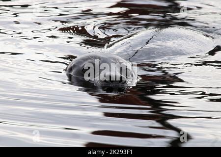 Primo piano ritratto di una testa di sigillo nuoto in acqua Foto Stock