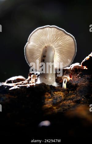 Fotografia macro funghi Foto Stock