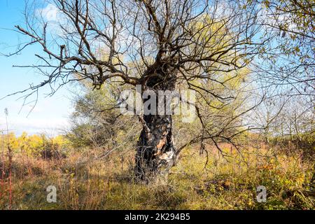 Morto vecchio salice. Albero bruciato corteccia. Foto Stock