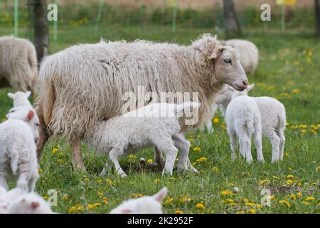 Skudde con agnello su un prato Foto Stock