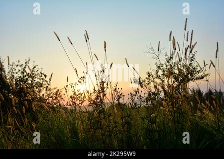 Il sole splende attraverso l'erba verde alta Foto Stock