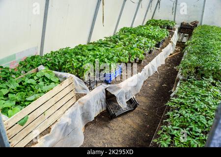 Piantine di ortaggi in serra. Pomodori, cetrioli e peperoni Foto Stock