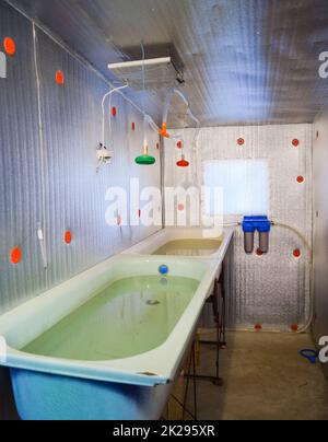 Una camera per far crescere gli avannotti. Vasca da bagno per la Repubblica federale di Iugoslavia. Un pesce-vivaio Foto Stock