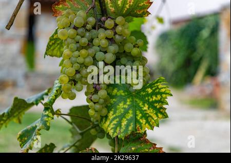 Le uve in un vigneto Foto Stock