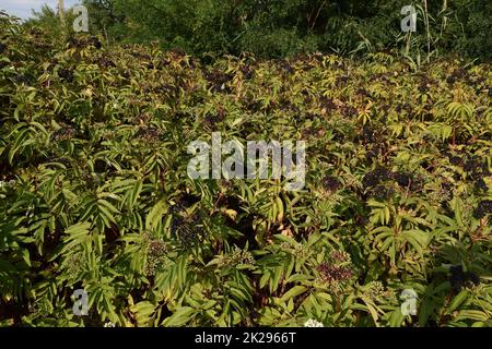 Le bacche di sambuco Foto Stock