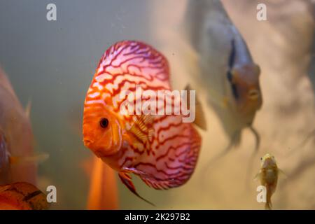 Un pesce discus in un acquario. Il pesce discus proviene dall'Amazzonia. Foto Stock