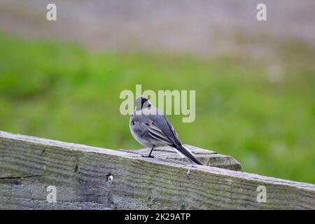 Un piccolo vagone siede su un parapetto di legno. Foto Stock