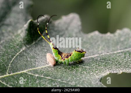 Un bruco marrone verde ben mimetinato con due code su una foglia. Foto Stock