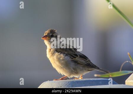 Ritratto, primo piano di un passero, songbird. Foto Stock