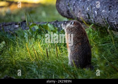 Carino riccio fissando la foresta al mattino dalle spalle Foto Stock