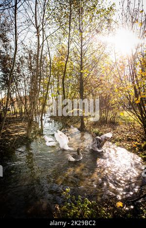 Belle oche (anser anser domesticus) godendo di un bagno mattutino in una fattoria. Oca nazionale. Fattoria di oca. oche (anser anser domesticus) godendo di una passeggiata mattutina in una fattoria. Oca nazionale. Fattoria di oca. Foto Stock