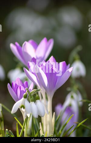 Prima primavera fiori di neve e fiori di croci rosa con polline e nettare per le api di miele di stagione nel mese di febbraio con petali bianchi e fiori bianchi in macro vista e bel bokeh sfondo sfocato Foto Stock