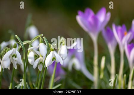 Prima primavera fiori di neve e fiori di croci rosa con polline e nettare per le api di miele di stagione nel mese di febbraio con petali bianchi e fiori bianchi in macro vista e bel bokeh sfondo sfocato Foto Stock