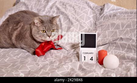 Romantico giorno di San Valentino a casa con gatto animale Foto Stock