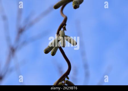 Albero di nocciole fiorente dal basso contro un cielo blu Foto Stock