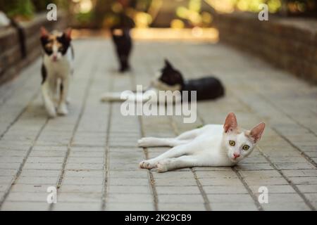 Bianco gatto randagio posa sulla pavimentazione in calcestruzzo in hotel resort, più gatti in background. Foto Stock