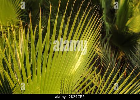 La profondità di campo di una foto - foglie di palma, illuminato dal sole di sera. Abstract sfondo tropicale. Foto Stock